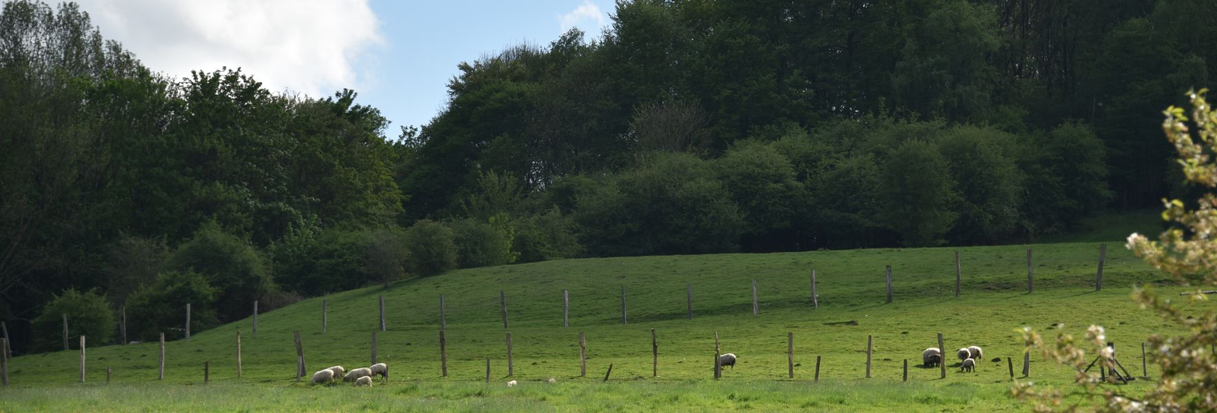 Champs à Saint Aubin Epinay
